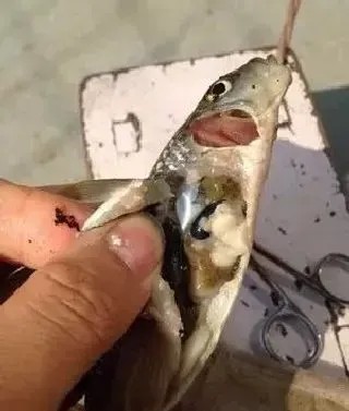 浙江地区光唇鱼养殖常见疾病防治方案