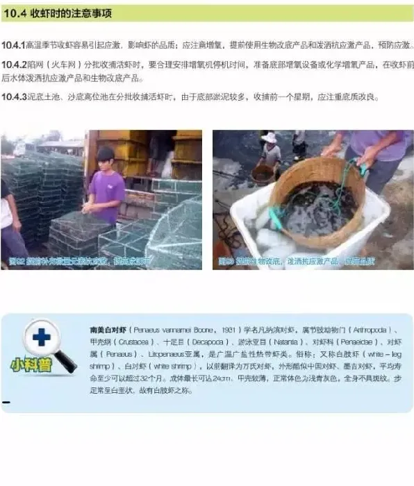 南美白对虾养殖户如何做好收虾前后虾塘工作