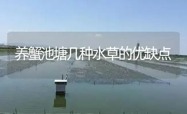 养蟹池塘几种水草的优缺点 | 淡水养殖