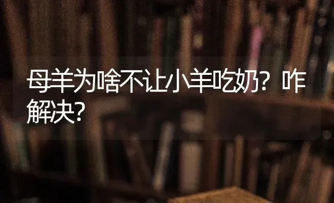 母羊为啥不让小羊吃奶？咋解决？ | 家畜养殖
