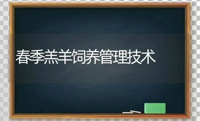 春季羔羊饲养管理技术 | 家畜养殖