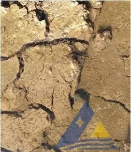 南美白对虾养殖户搭建冬棚前怎么清理田螺