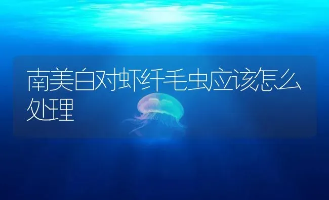 南美白对虾纤毛虫应该怎么处理 | 海水养殖