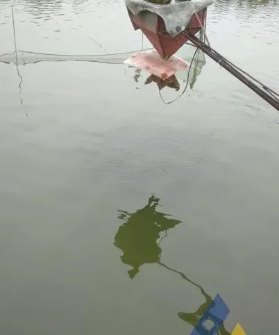 青鱼苗种漂白粉中毒