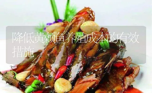 降低黄颡鱼养殖成本的有效措施 | 淡水养殖