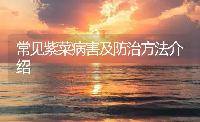 常见紫菜病害及防治方法介绍 | 养殖病虫害防治