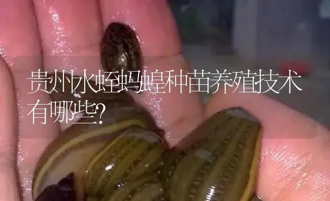 贵州水蛭蚂蝗种苗养殖技术有哪些？ | 特种养殖