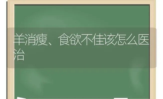 羊消瘦、食欲不佳该怎么医治 | 家畜养殖