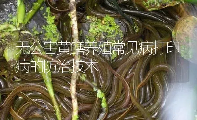 无公害黄鳝养殖常见病打印病的防治技术 | 淡水养殖