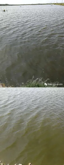 雨季鱼塘缺氧反底的护理案例分享