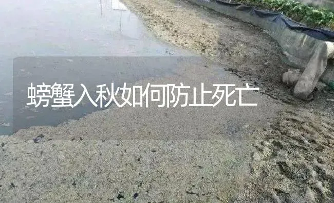 螃蟹入秋如何防止死亡 | 淡水养殖