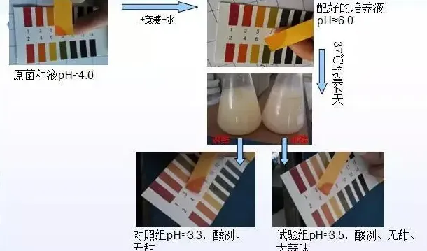 对虾肠道新主张：大蒜素配合乳酸菌用于防控对虾弧菌病的基础试验