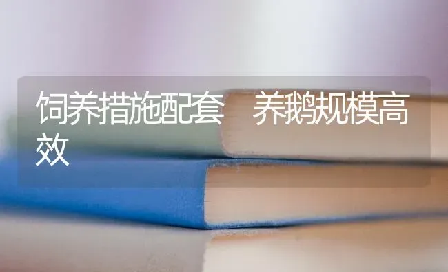 饲养措施配套 养鹅规模高效 | 家禽养殖