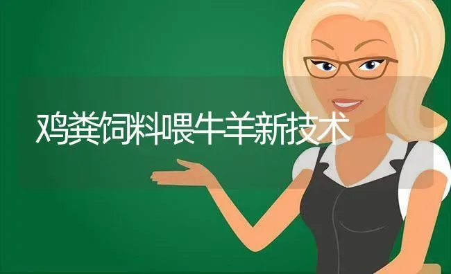 鸡粪饲料喂牛羊新技术 | 家畜养殖