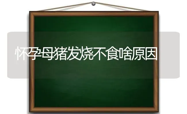 怀孕母猪发烧不食啥原因 | 家畜养殖