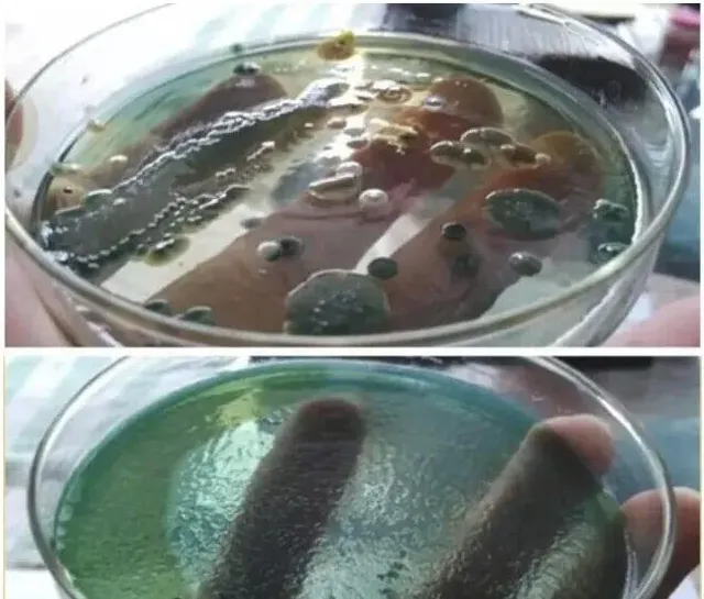 对虾肠道新主张：大蒜素配合乳酸菌用于防控对虾弧菌病的基础试验