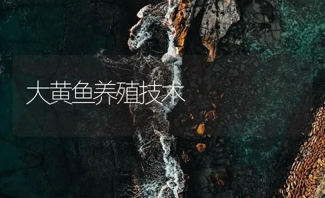 大黄鱼养殖技术 | 海水养殖