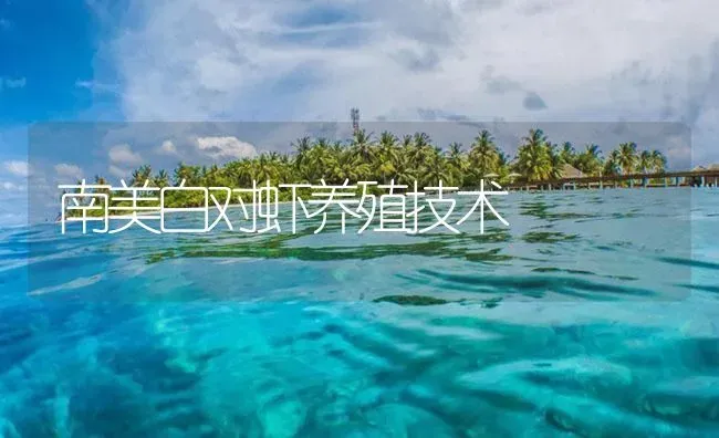 南美白对虾养殖技术 | 海水养殖