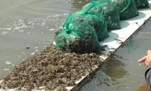 干货：看看老司机们都是如何选优质蟹苗的