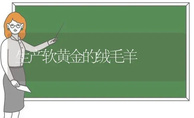 生产软黄金的绒毛羊 | 家畜养殖