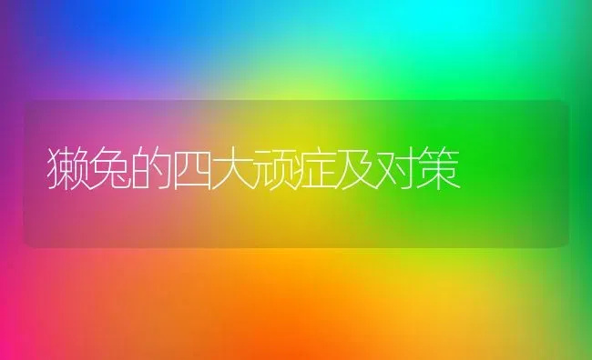 獭兔的四大顽症及对策 | 家畜养殖