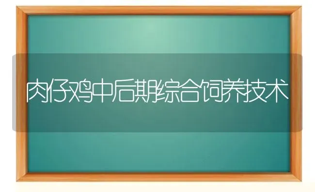 肉仔鸡中后期综合饲养技术 | 家禽养殖