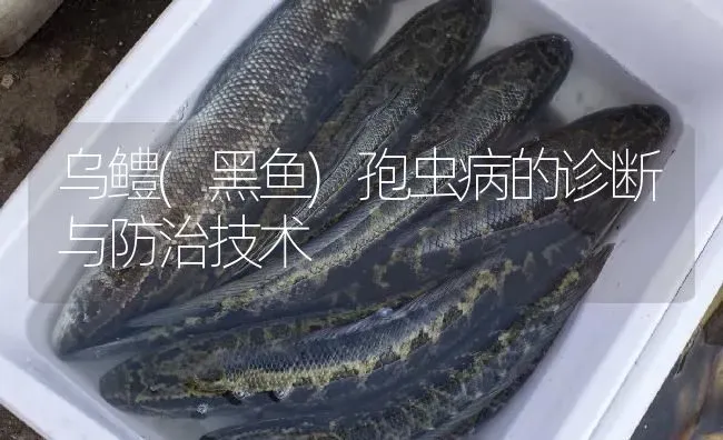 乌鳢(黑鱼)孢虫病的诊断与防治技术 | 淡水养殖