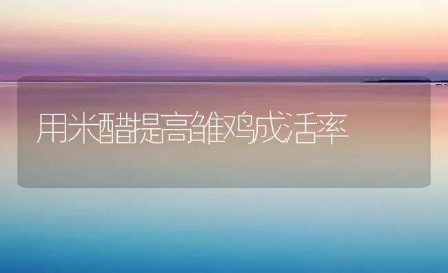 用米醋提高雏鸡成活率 | 家禽养殖