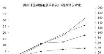 对虾育苗中饵料微藻——牟氏角毛藻、微拟球藻、青岛大扁藻混合培养攻略