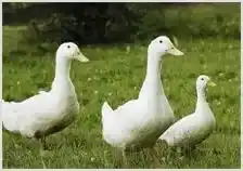 鸭软脚病防治 | 农业养殖科普