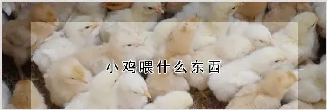 小鸡喂什么东西 | 养殖动物技术