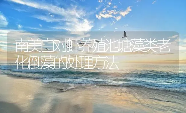 南美白对虾养殖池塘藻类老化倒藻的处理方法 | 海水养殖