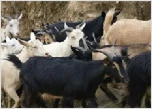 黑山羊种羊基地于万山东昌农场成立 | 农业养殖技术