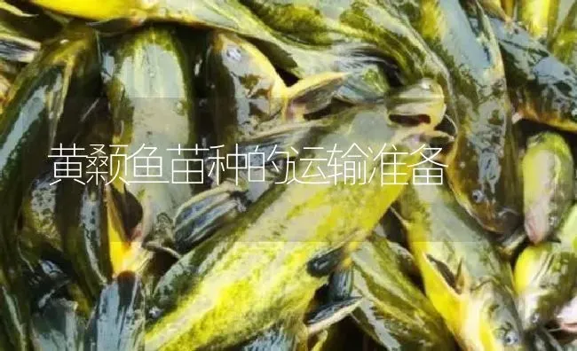 黄颡鱼苗种的运输准备 | 淡水养殖