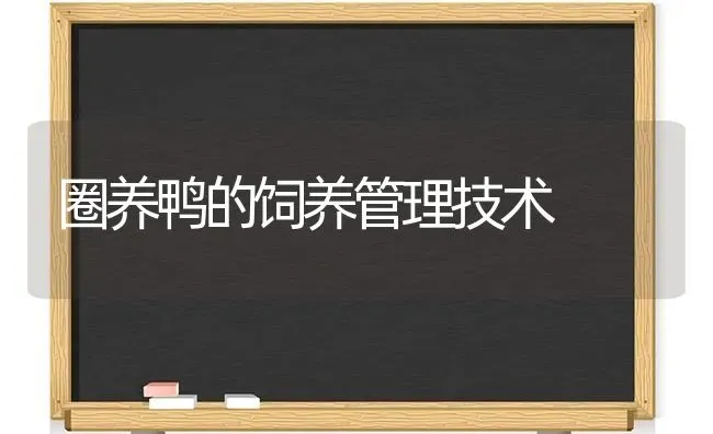 圈养鸭的饲养管理技术 | 家禽养殖