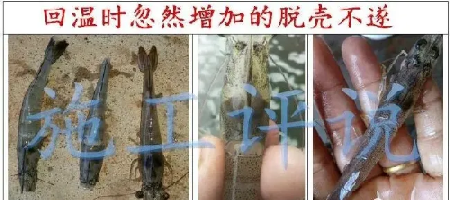 回温之时正是南美白对虾是否成功的关键