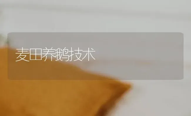 麦田养鹅技术 | 家禽养殖