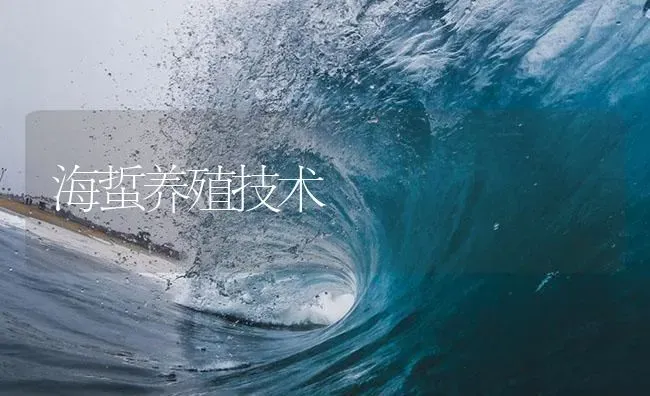 海蜇养殖技术 | 海水养殖