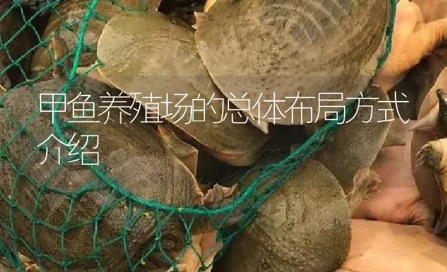 甲鱼养殖场的总体布局方式介绍 | 淡水养殖
