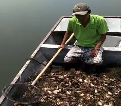 河蟹塘水体发黑塘口微缺氧怎么办