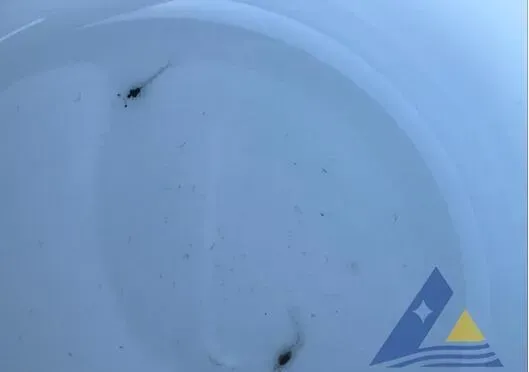 成功处理南美白对虾“蓝苗”