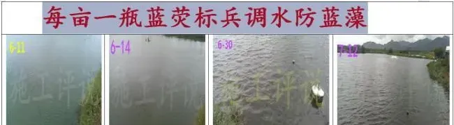 夏日炎炎，又到池塘蓝藻泛滥时，养殖户如何合理预防？