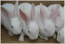 獭兔养殖技术之秋季獭兔防疫 | 动物养殖资料