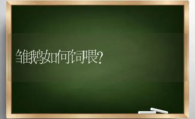 雏鹅如何饲喂？ | 家禽养殖