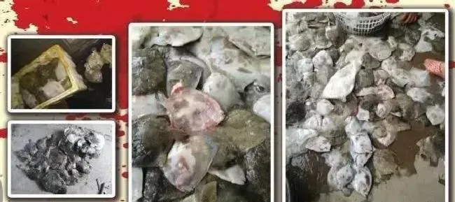 高温即将来袭，多宝鱼养殖户做好两个步骤拒绝高“瘟”！