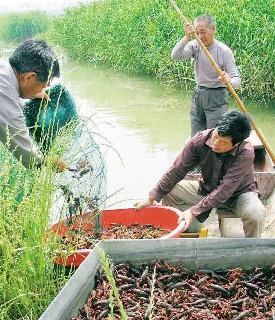 新手养龙虾的人，你是否还记得为什么养虾？