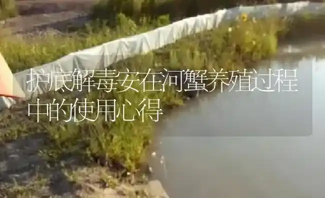 护底解毒安在河蟹养殖过程中的使用心得 | 淡水养殖