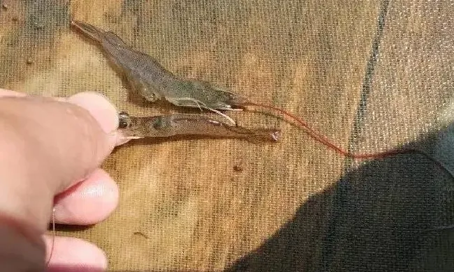 鱼虾死亡的原因及防控方法