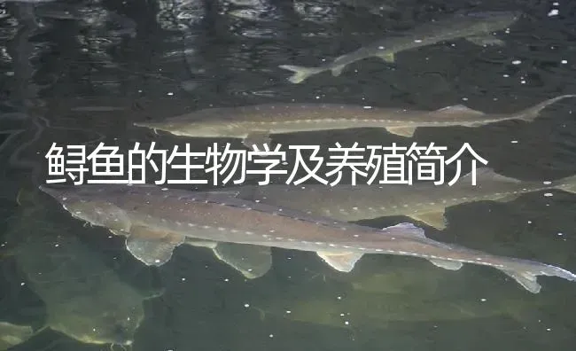 鲟鱼的生物学及养殖简介 | 淡水养殖