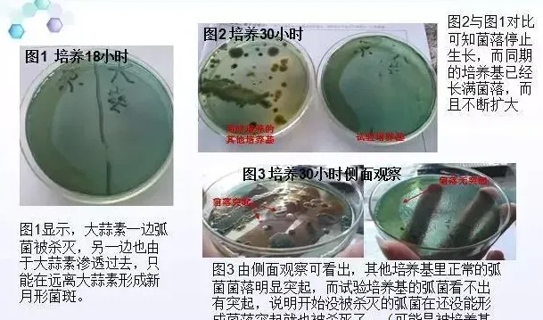 对虾肠道新主张：大蒜素配合乳酸菌用于防控对虾弧菌病的基础试验